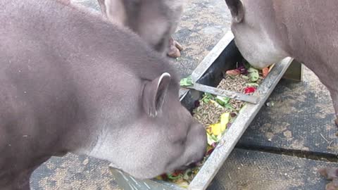 watch his weird animal eat