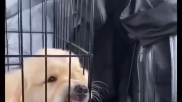 Dogs who don't want to be caged