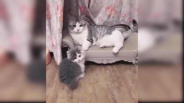 Very funny cat short video 😸😸😸