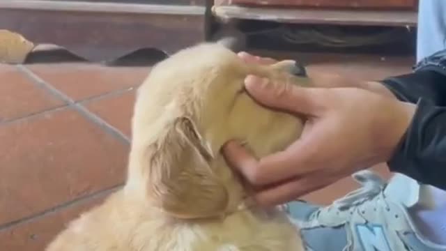 The first day the dog came to my house