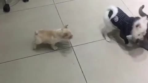 Two bad dogs, bullying a little cat