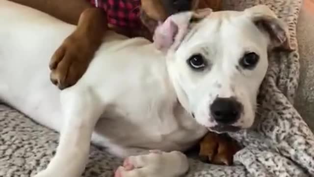 Pair of sweet doggies preciously cuddle with each other