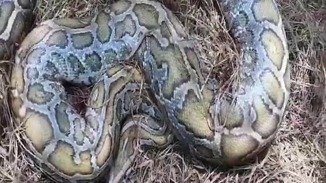 Oh my god the python is so big!!