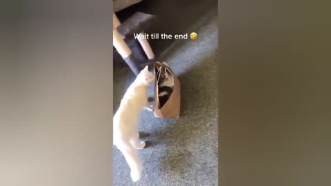 The cat learned to swing, too