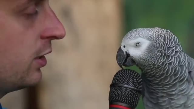 Amazing talking parrot