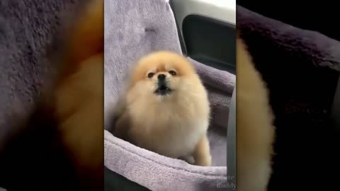 Let me sing "Awawoooo"