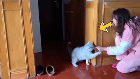 Baby cat ~ Cute and funny cats videos