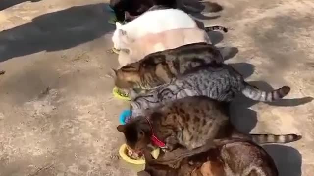 The Cats Eating Time,just amazing moments