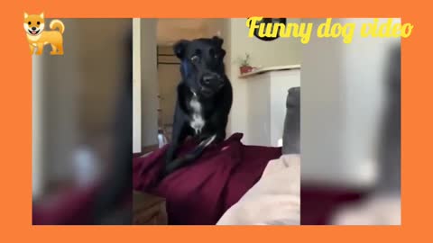 Awesome dog video.Funny and cute dog video.Dog playing video.Dog with funniness.