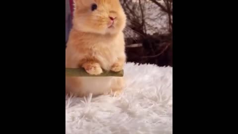 AWW Animals SOO Cute! Cute baby animals Videos Compilation OMG CUTEST moment of the animals