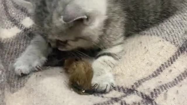 the cat ate the mouse