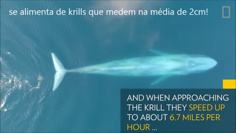 Baleia azul comendo krill O maior animal do mundo!!