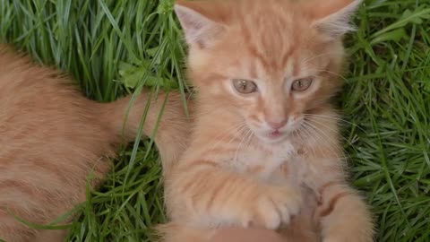 Funny Cat videos 🤣🤣🤣🤣🤣