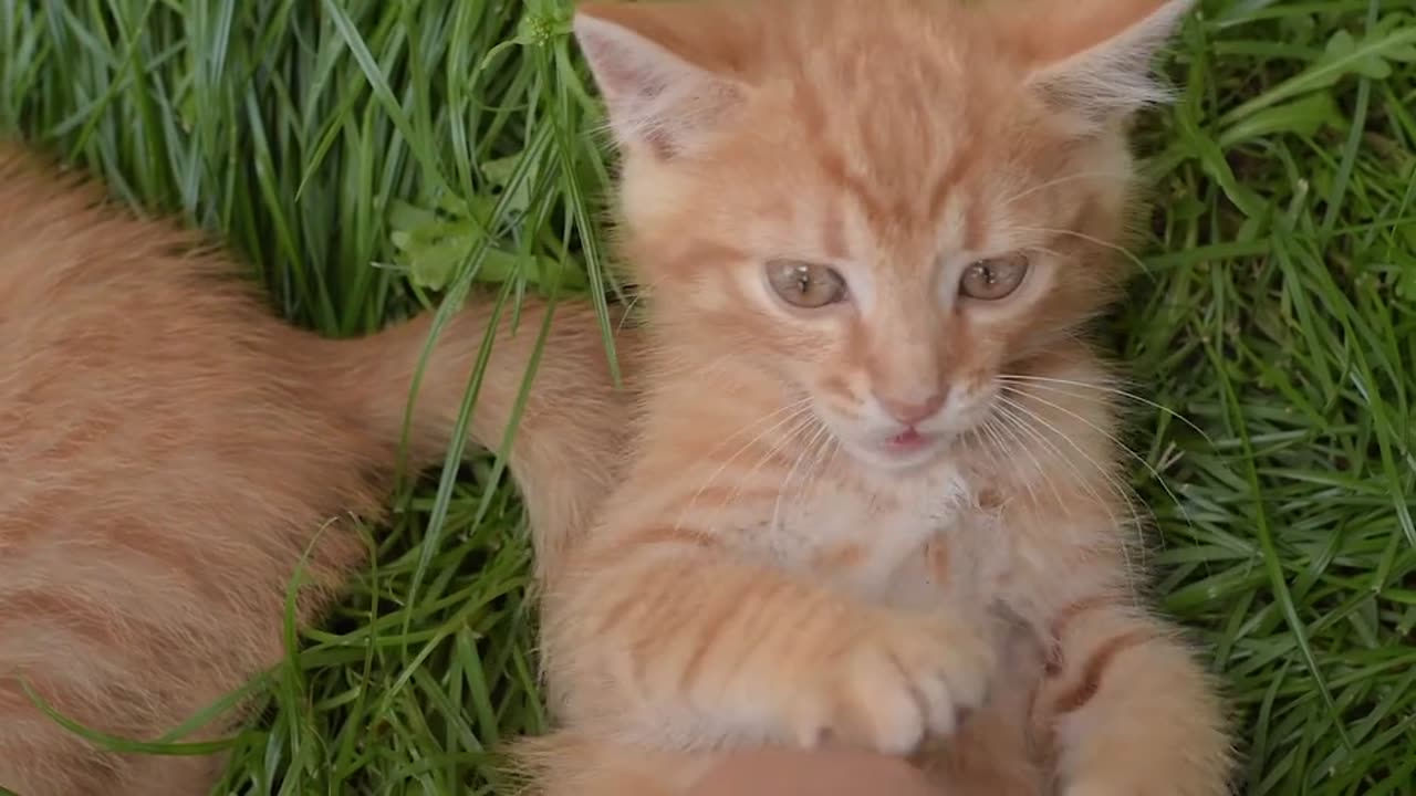 Funny Cat videos 🤣🤣🤣🤣🤣