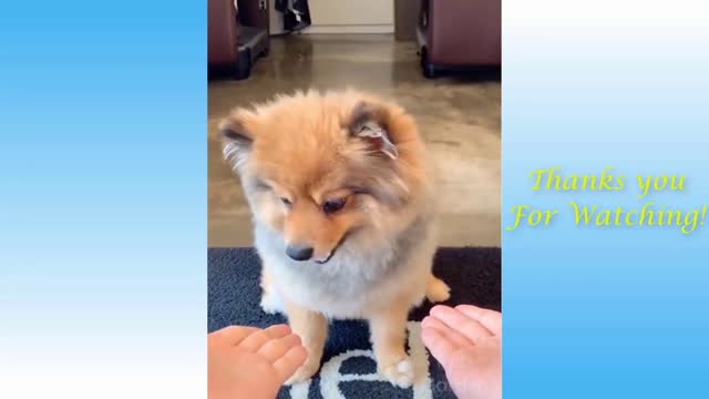 Funny dog's funny disappointment for his missed snacks