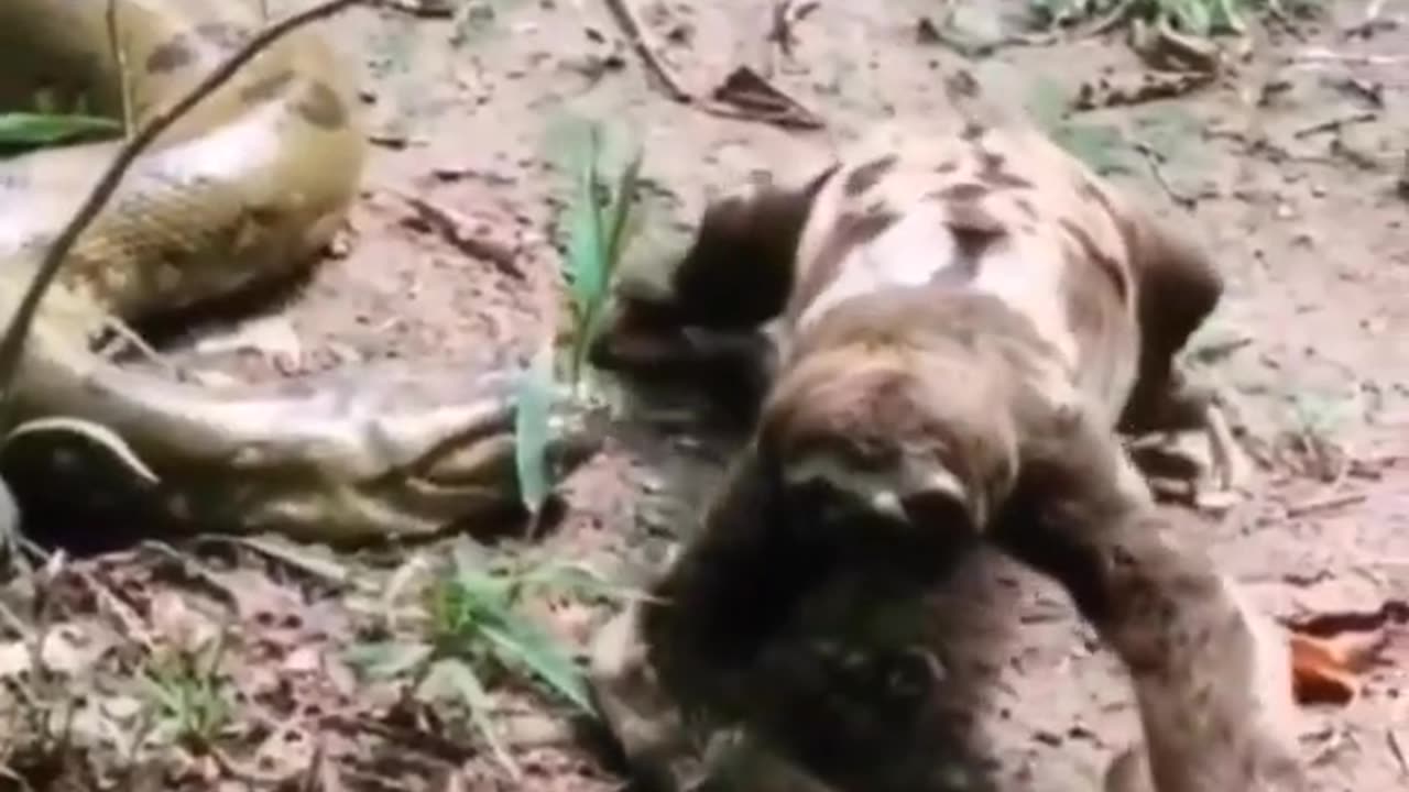Sloth VS Anaconda