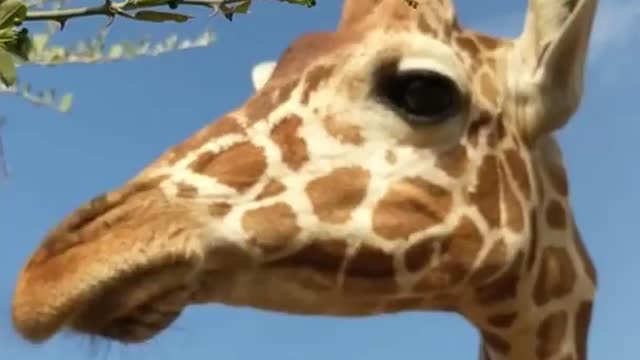 Giraffe Eating from A lady