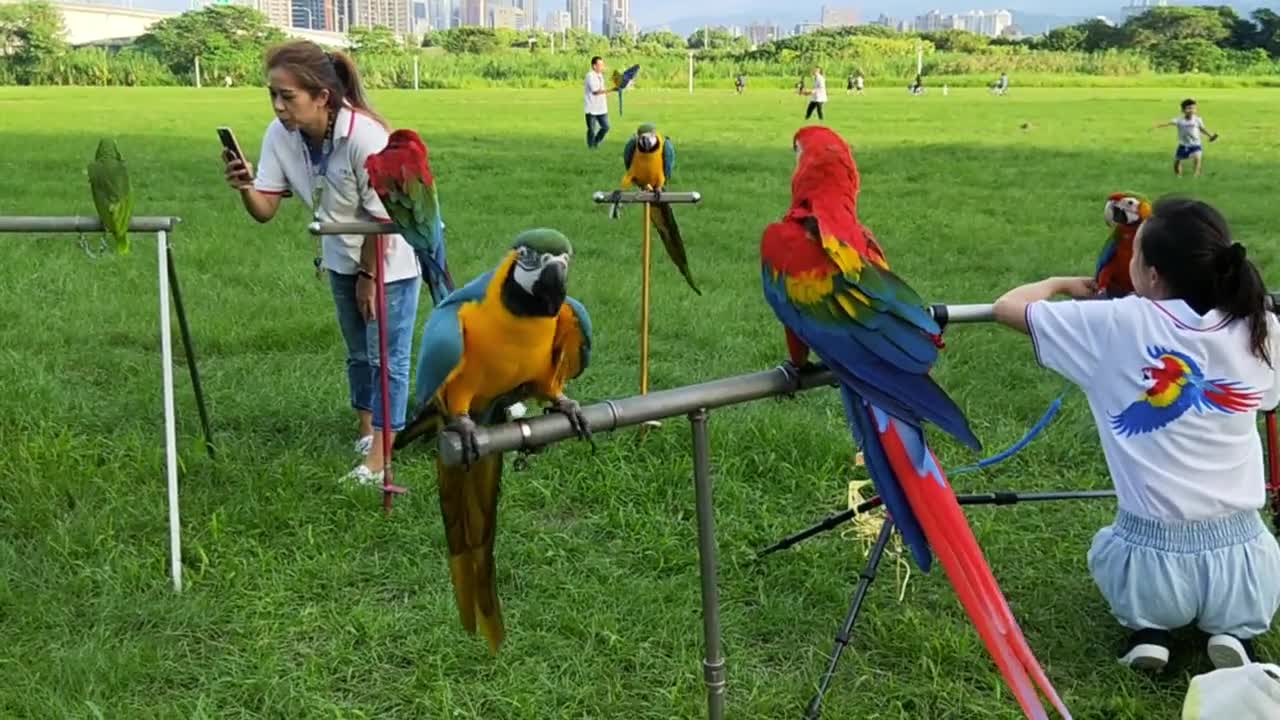 Funny & Cute parrot bird