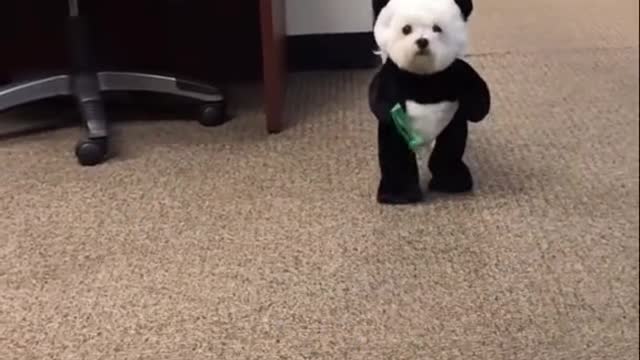 Cute cute puppy fancydress