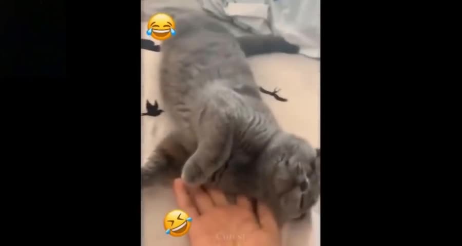 Cat Pretends to Pass Out