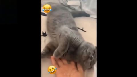 Cat Pretends to Pass Out