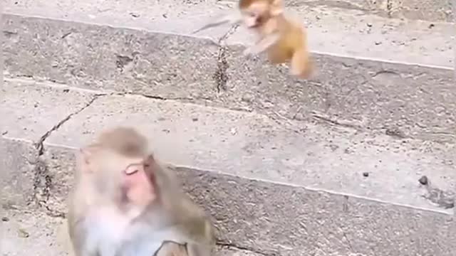 Cute monkey baby with mom 🐒🐒