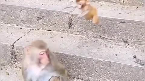 Cute monkey baby with mom 🐒🐒