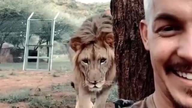 Lion jumped into owner's hug🦁