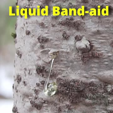 Survival Skill: Nature's Liquid Band-Aid