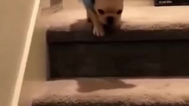 Cute dog