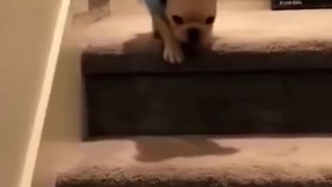 Cute dog