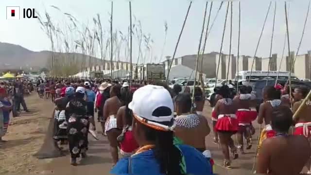 Watch: Zulu Maidens Carry Reeds to the Zulu King