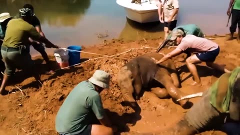 Animals That Asked People for Help Kindness