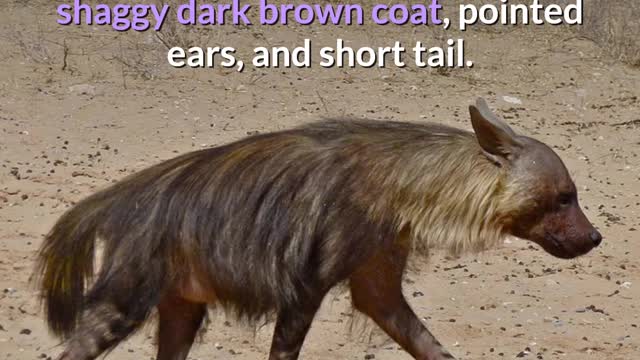 Brown Hyena || The rarest species of hyena! || Description!