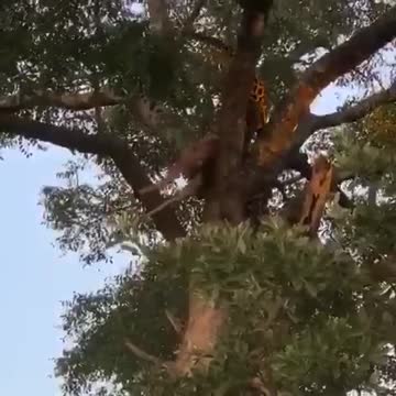 It has always been amazing how easily leopards haul such large prey to the treetops.