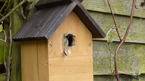 A beautiful bird enters its wooden nest and taps the nest hole to expand it