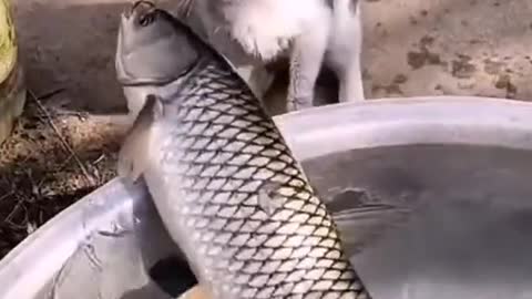 Cat fisherman