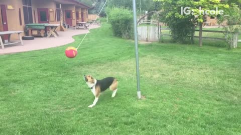 Dog playing tedder ball