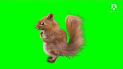 Green screen with animals dance||animals dance