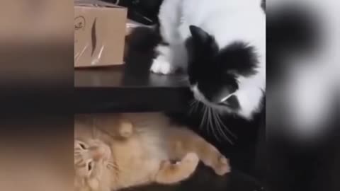 Cat funny