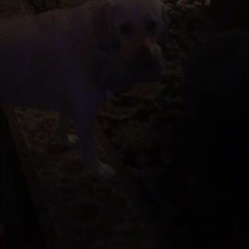 Harley will Never give me the toy