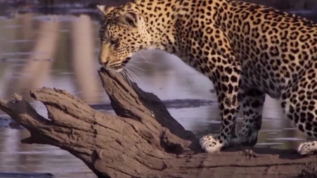 #3 Leopard Learns How to Catch a Fish