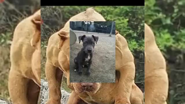 Pitbull dog