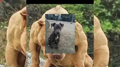 Pitbull dog
