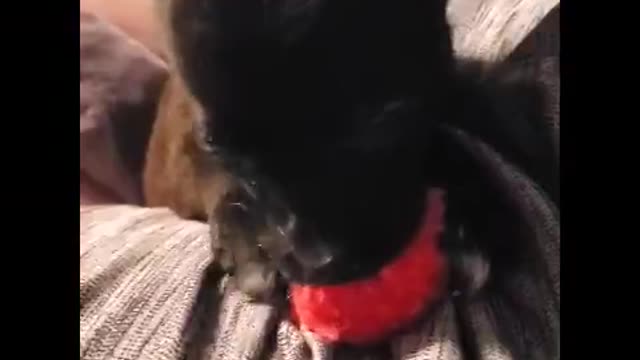 Sweetest baby Chihuahua pepper free sweetness