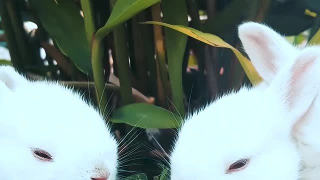Three little rabbits