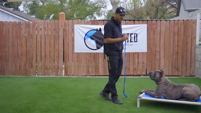 ! DOG TRAINING FUNDAMENTALS: LESSON 1