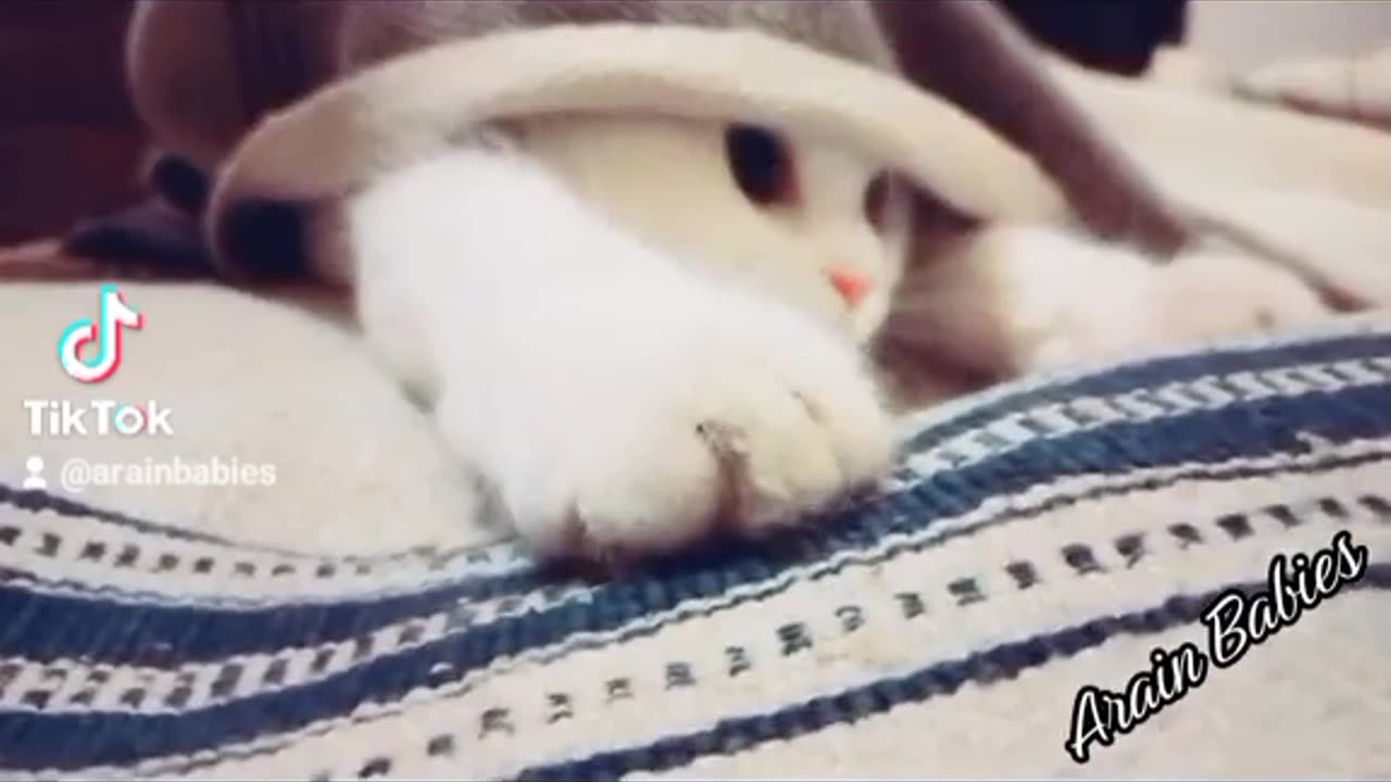 Cat Playing