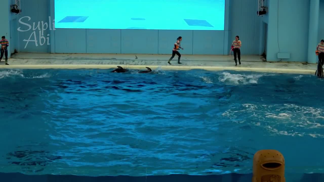 Beluga Whale Show At Yokohama Hakkeijima Sea Paradise