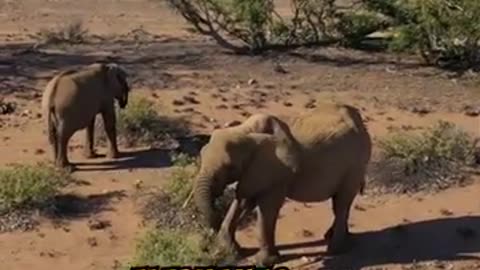 Why Elephants Fear Bees: Surprising Connection Revealed in Shocking New Discovery Video!